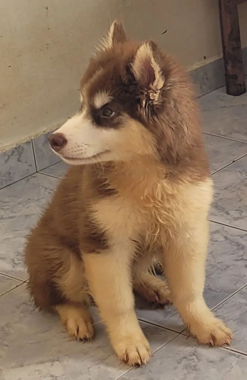Husky siberiano wooly, macho 3 meses, 2.500