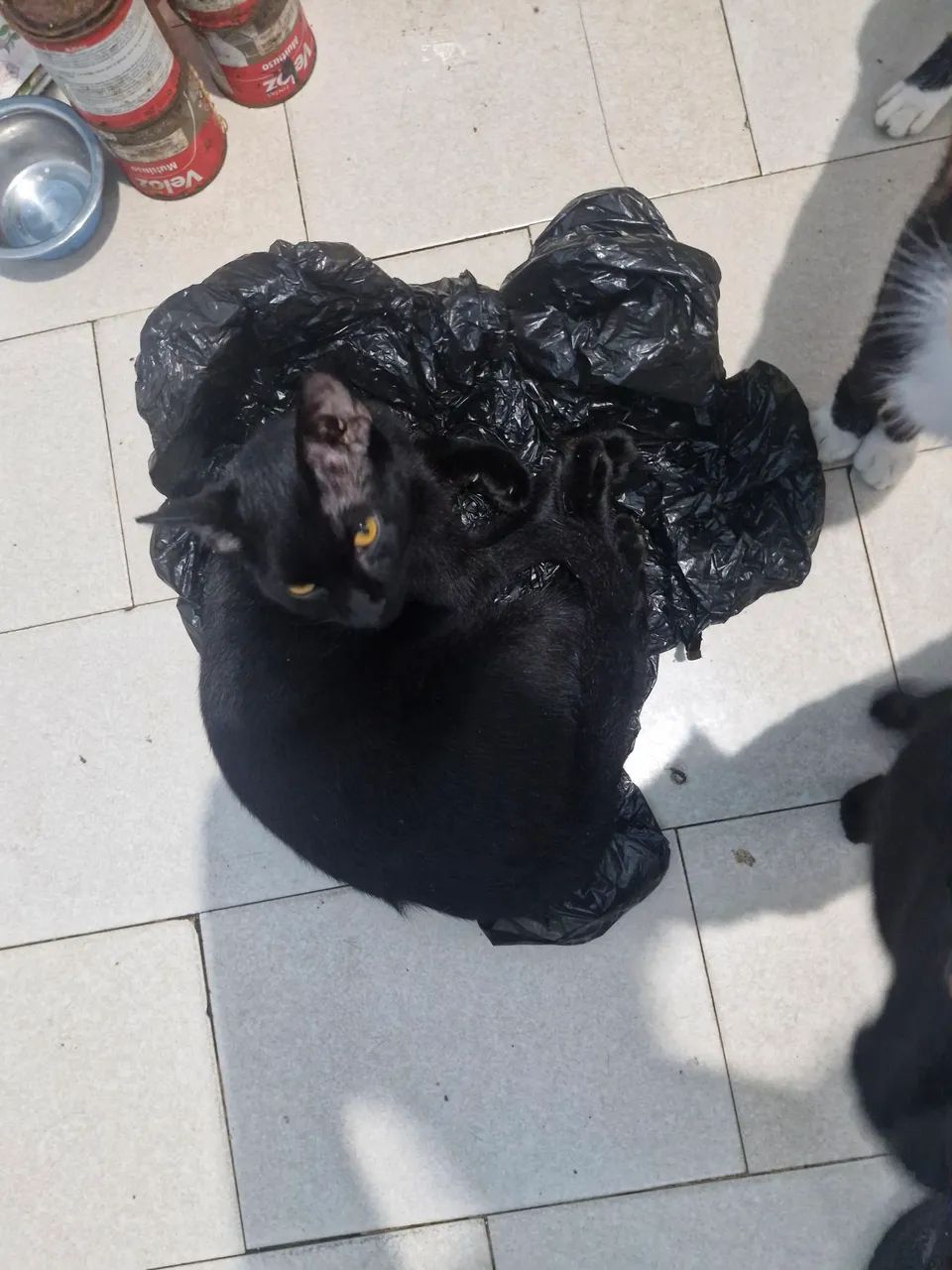 Adoção de gato  - Foto 4