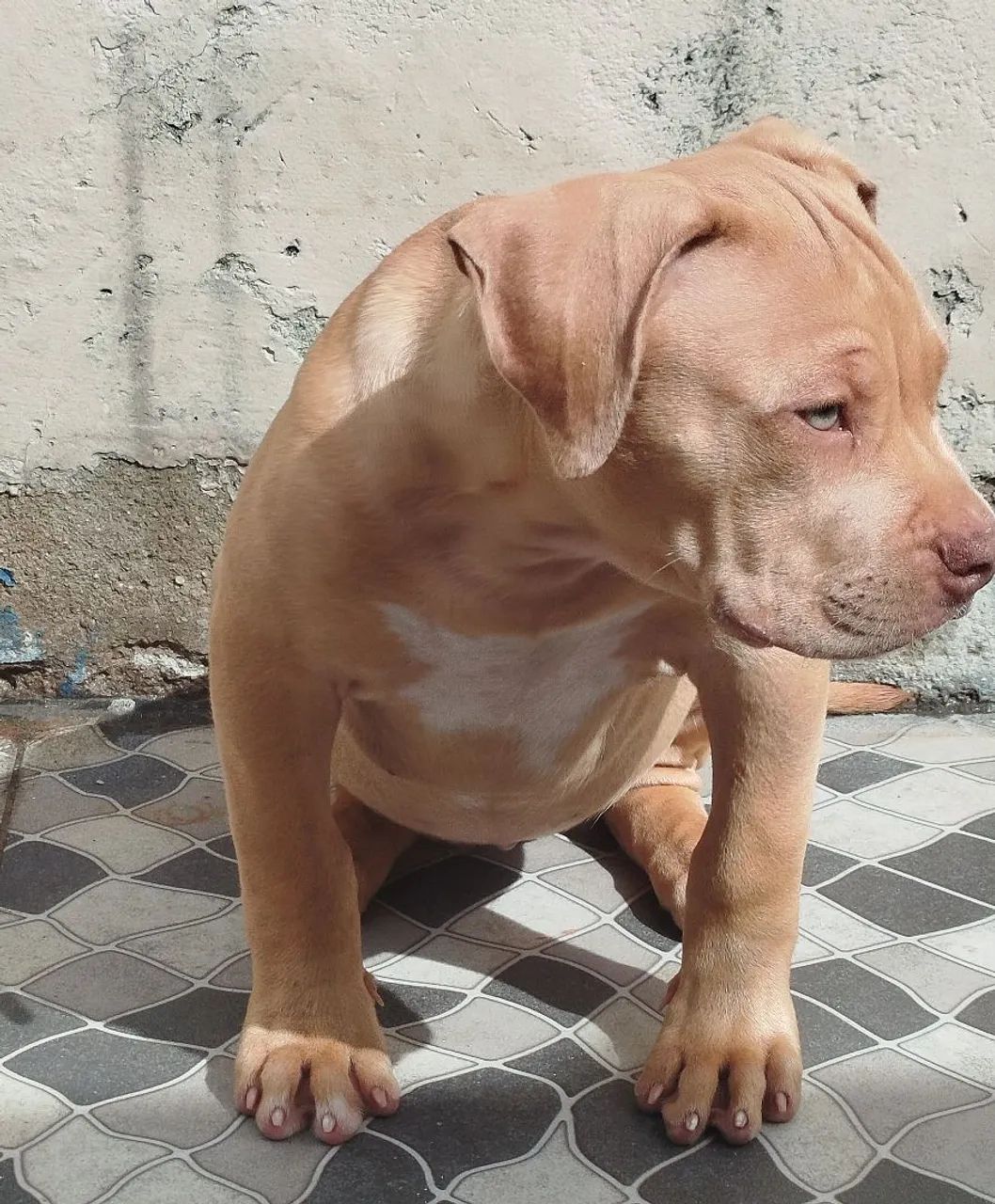 American bully XL - Foto 3