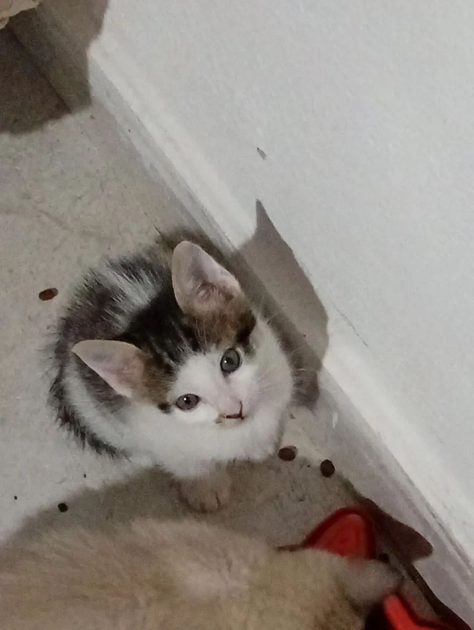 Doação de gatinhos 