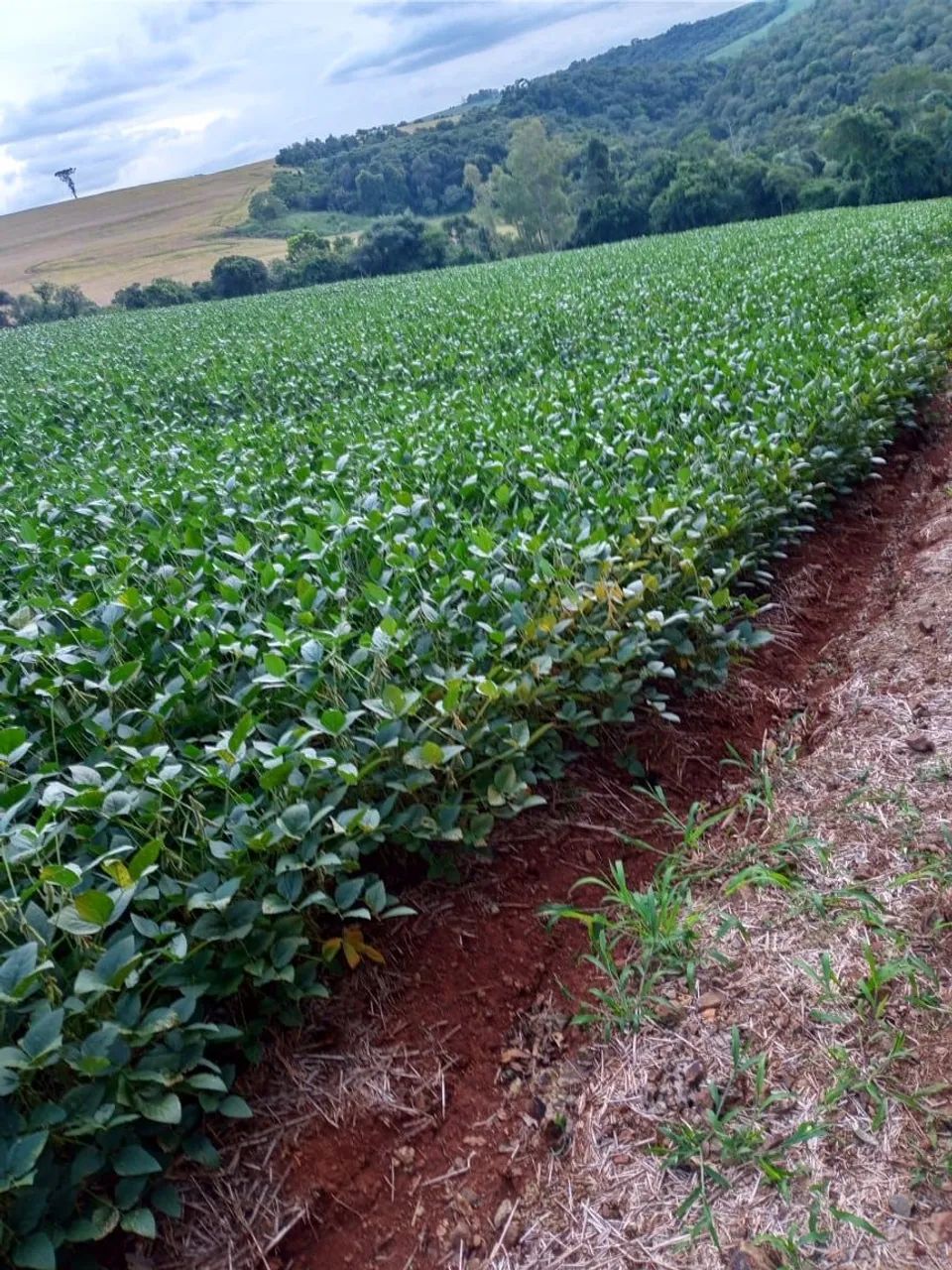 Sitio  Pega  50% imóvel Londrina  - Foto 3