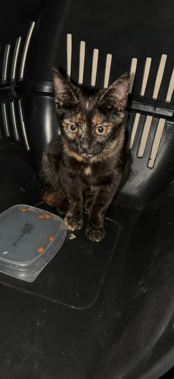 Escaminha - 2,5 meses - Fêmea - Foto 4