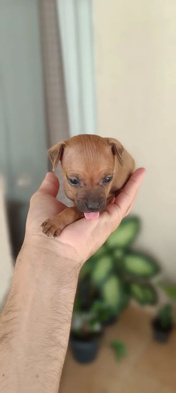 Pinscher  - Foto 3