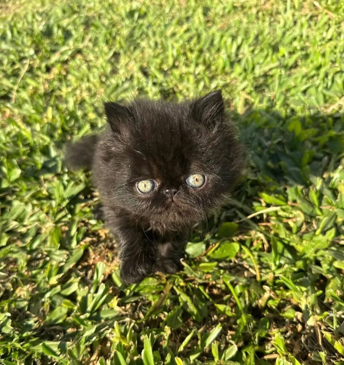 Gatos Persa - Foto 3