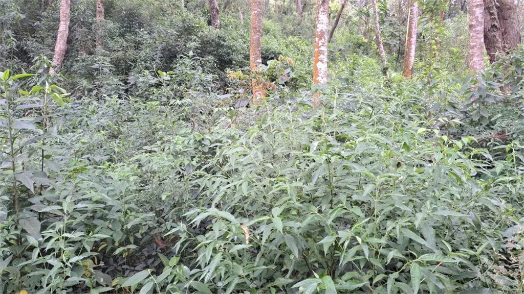 Terreno à venda em Mato dentro - SP - Foto 5
