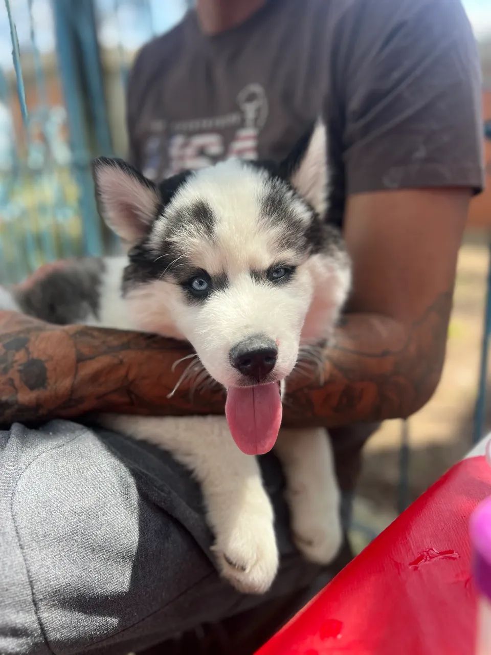 Husky siberiano  - Foto 2