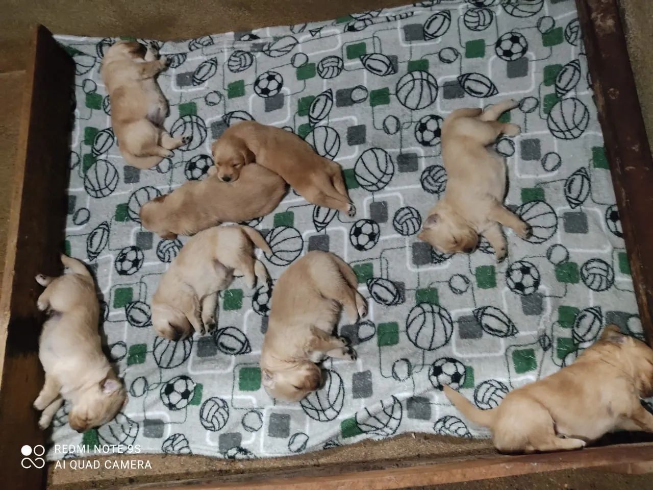 Golden Retriver 