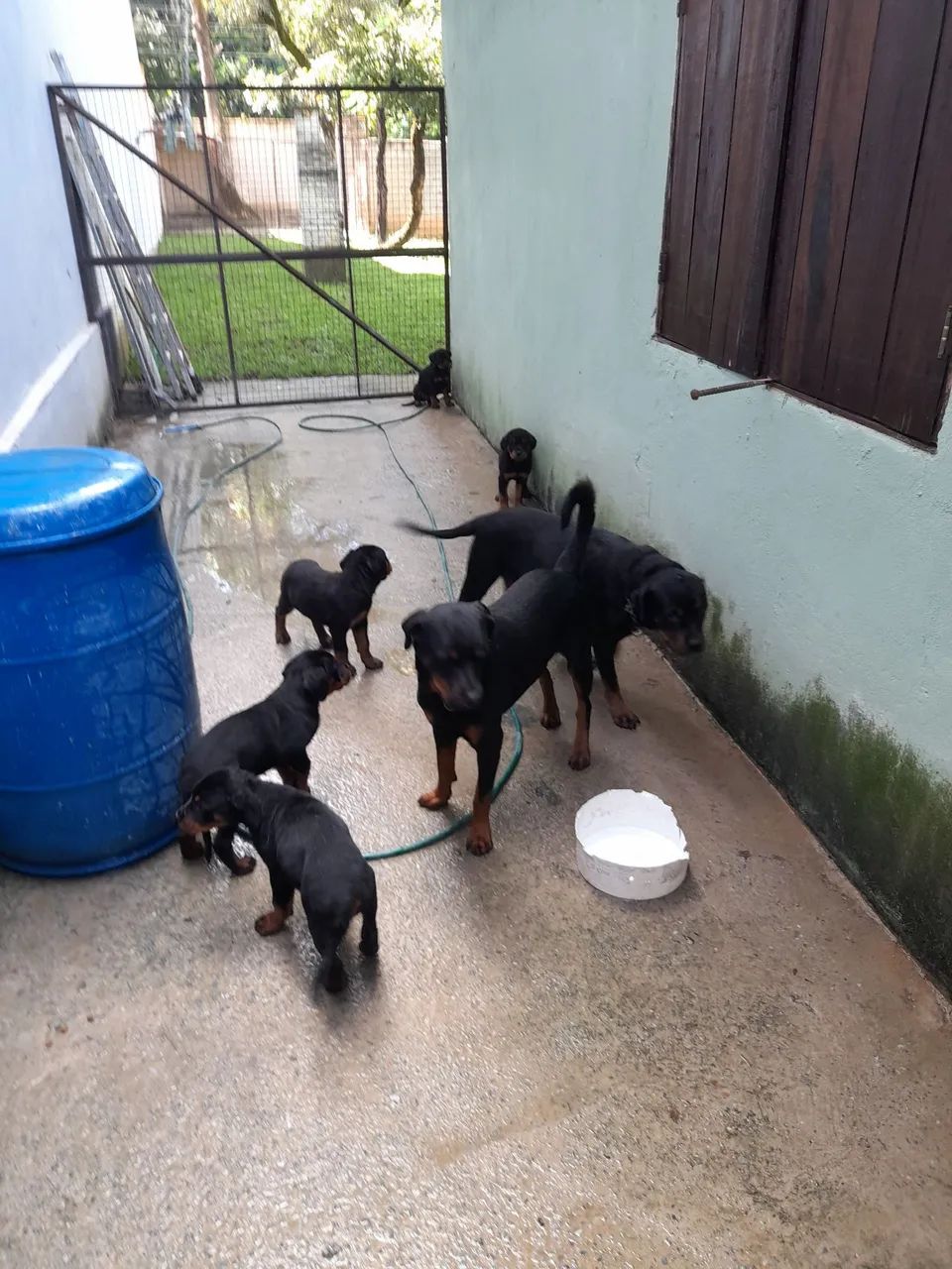 Cachorros  - Foto 3