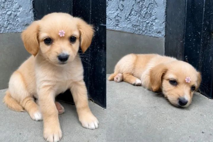 Cachorro
