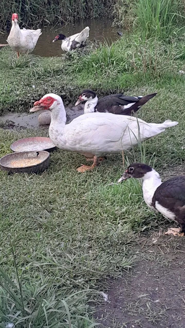 Vendo Pato Mula