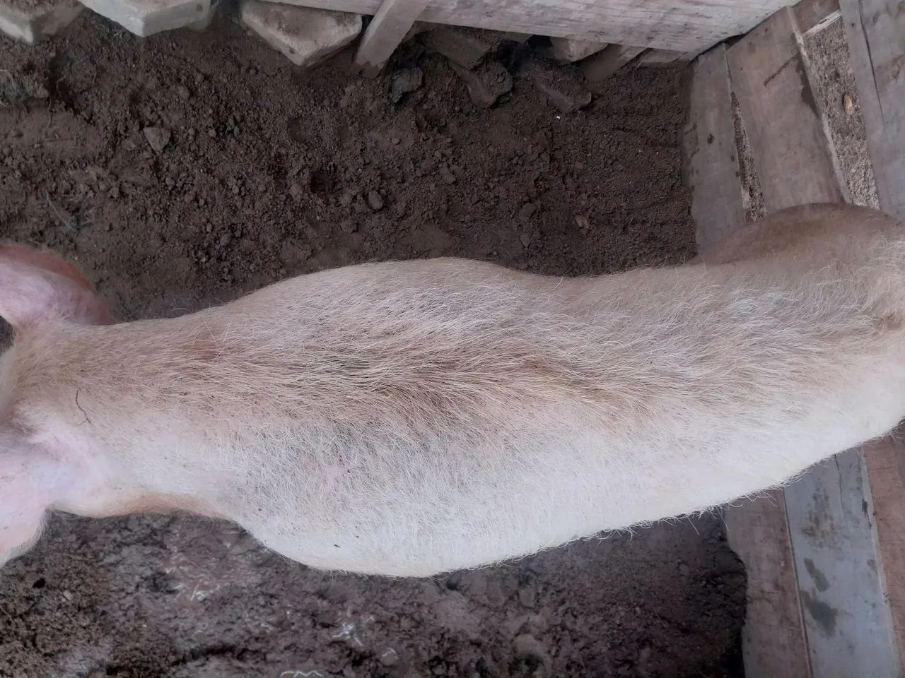 Vendo porca grande. - Foto 2
