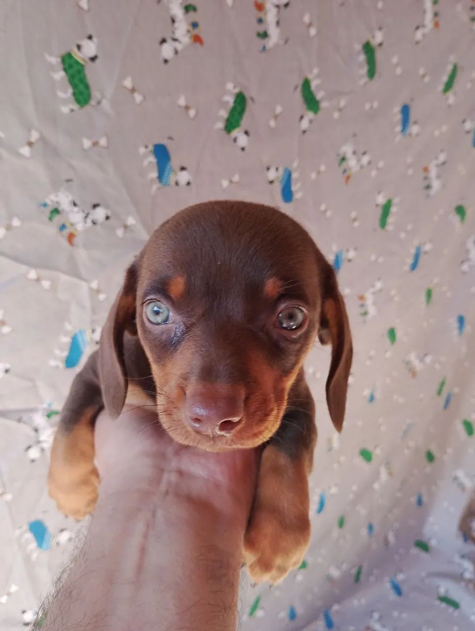 Dachshund macho chocolate - Foto 5