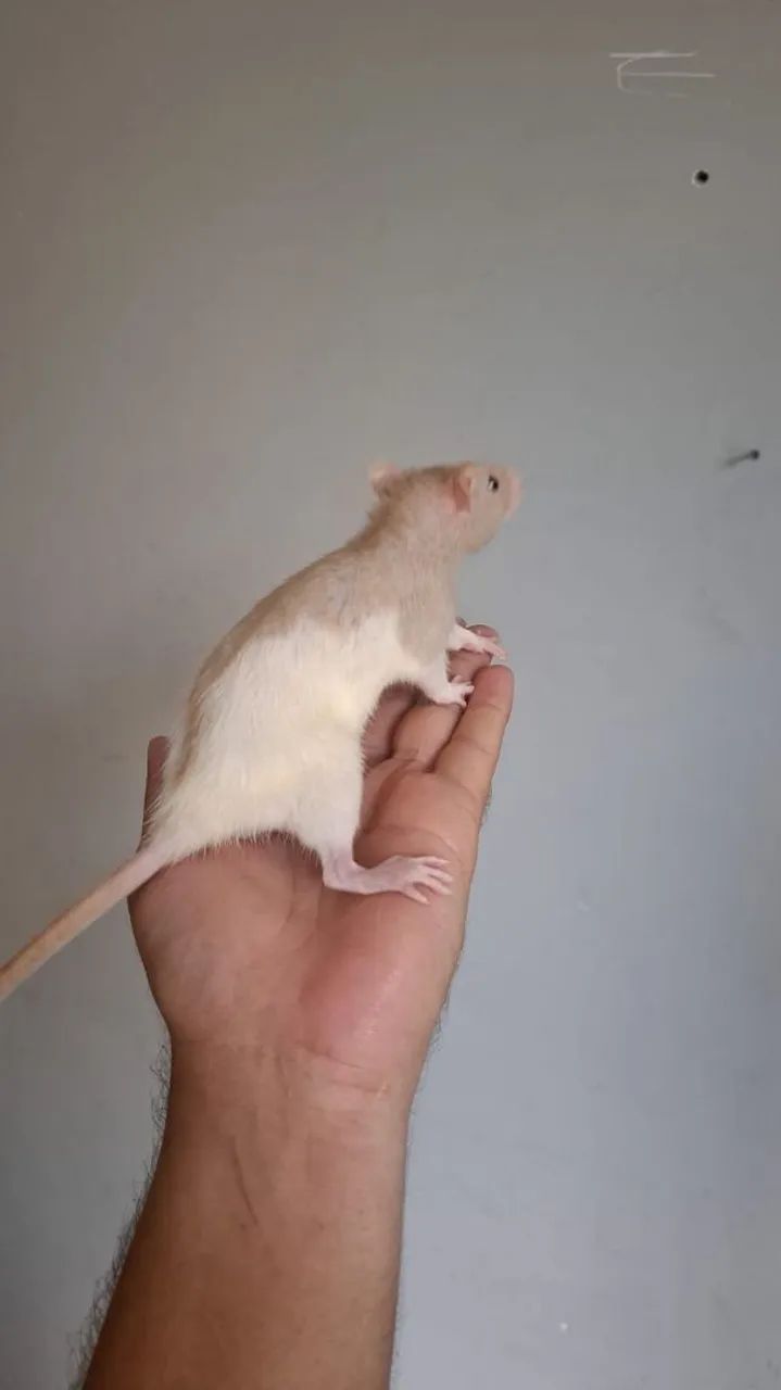 Rato petz - Foto 3