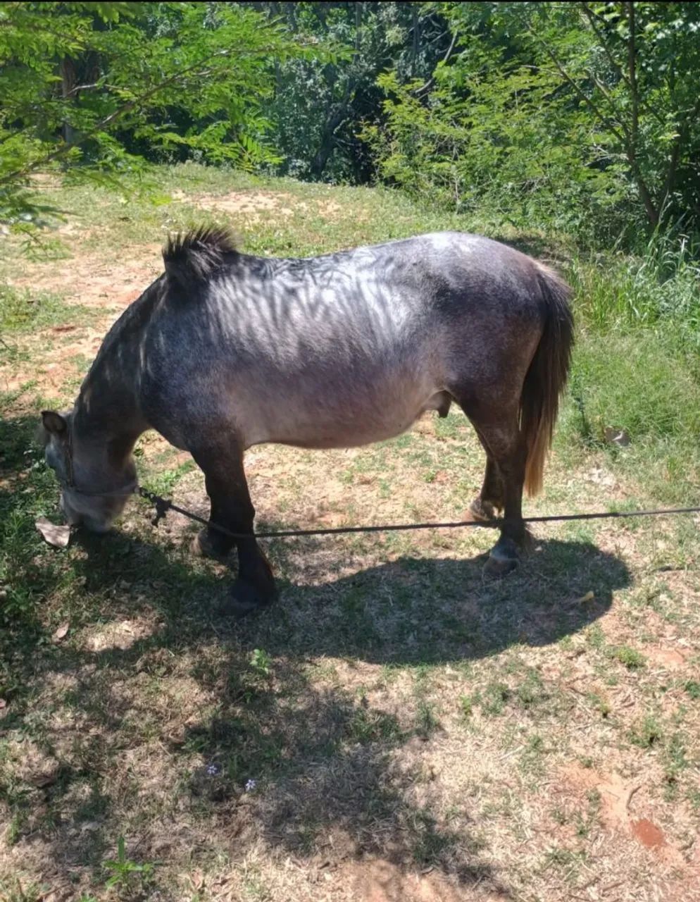 Mini Pônei bem manso  - Foto 3