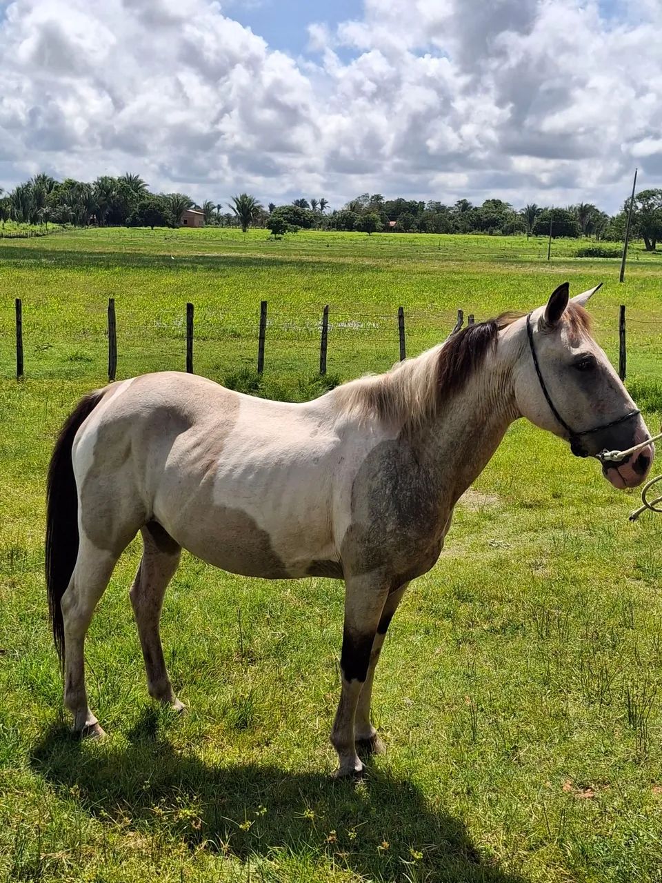 EGUA PAINT HORSE - Foto 4