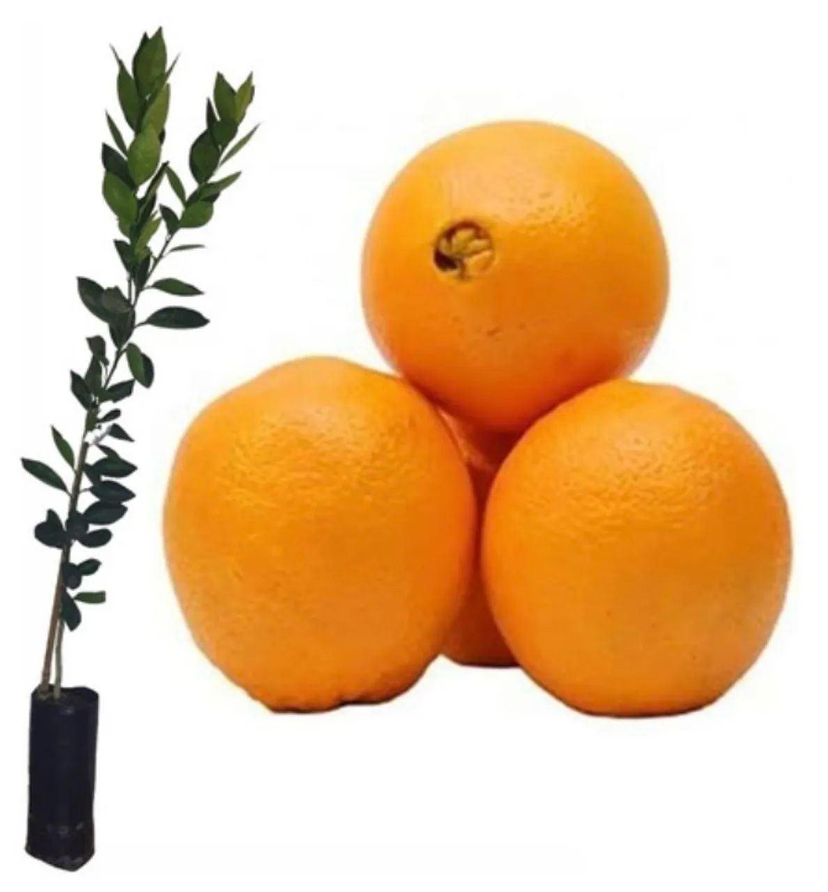Laranja Bahia 