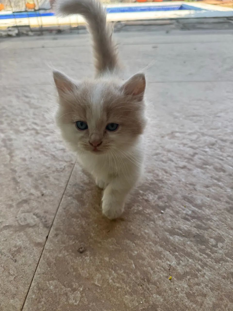 Lindo gato Mutikin  - Foto 5