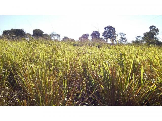 Chácara à venda em Zona rural, Pocone cod:20534 - Foto 19