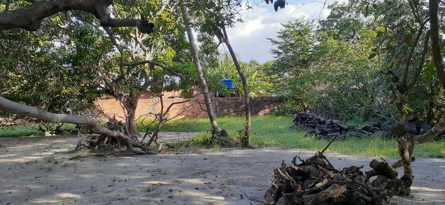 Belo Sítio em São José de Ribamar próximo ao Camino - Foto 6