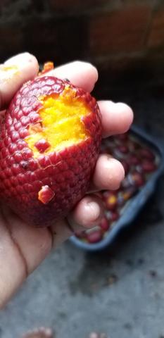 Buriti - Foto 3