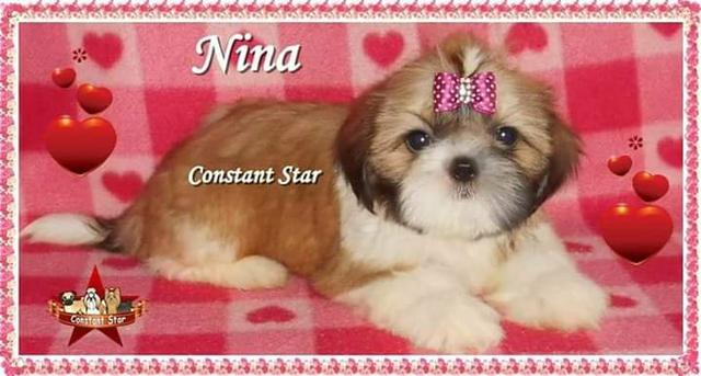 Shih Tzu de porte bem pequeno e Pedigree CBKC - Foto 2
