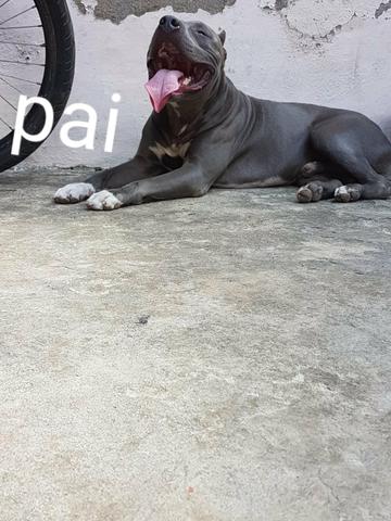 Vendo filhote de pit bull - Foto 3