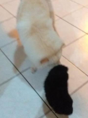 Vendo filhote femea de chow chow - Foto 2