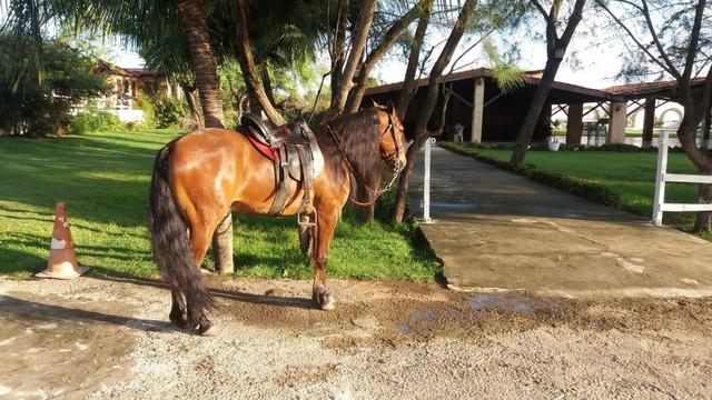 Cavalo Mangalarga Marchador - Foto 3