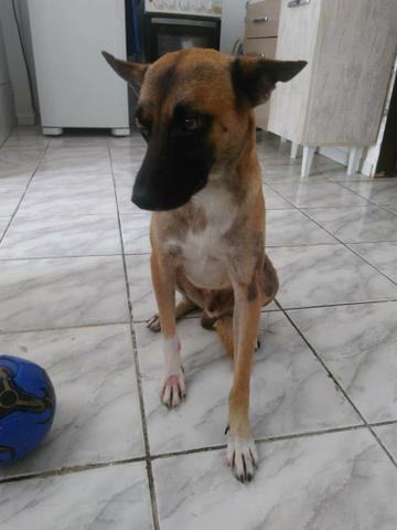 Cachorro