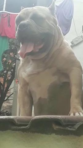 FILHOTES DE AMERICAN BULLY (Machos e Fêmeas vacinados) - Foto 3