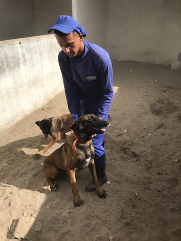 Vende-se cachorro - Foto 5
