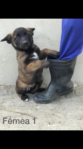 Vende-se cachorro