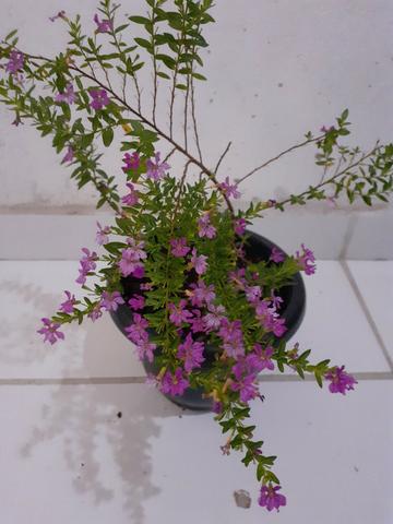 Planta Érika rosa - Foto 5