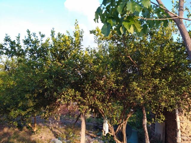 Terreno no São Bento - Foto 4