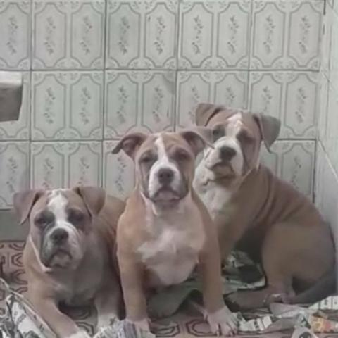 FILHOTES DE AMERICAN BULLY (Machos e Fêmeas vacinados)