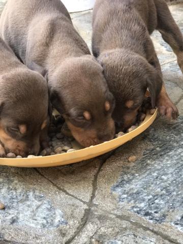 Doberman (filhotes) - Foto 4