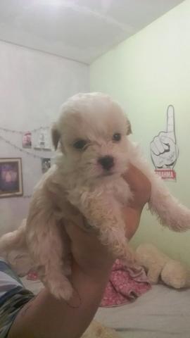 Mine poodle - Foto 3