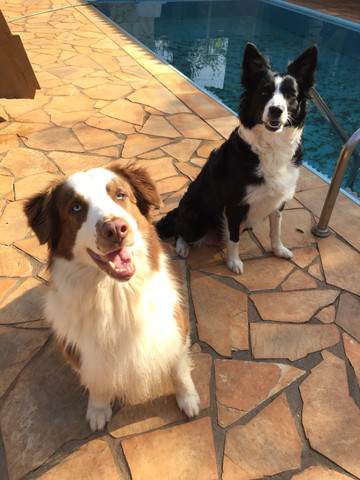 Filhotes de Border Collie - Foto 4