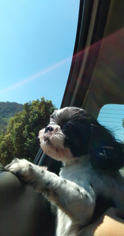 procura-se uma namorada Shih Tzu