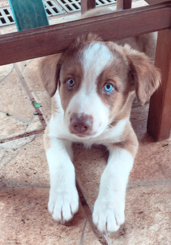Filhotes de Border Collie
