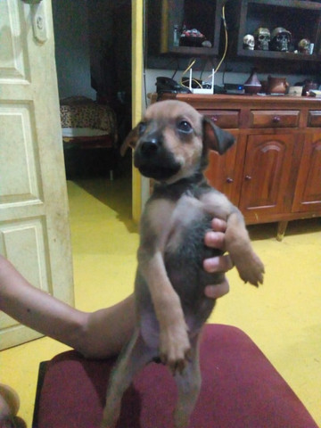 Estou doando