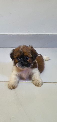 Vendo shih tzu Macho Top!!! - Foto 2