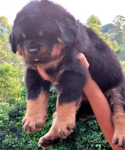 Show de bola rottweiler alemão impossível não se apaixonar 