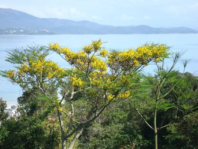 foto - Florianópolis - Jurerê