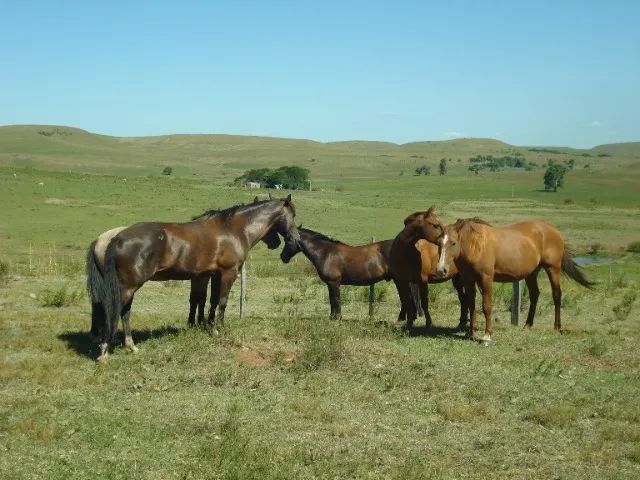 Estrada do Caverá, Fazendinha ou Haras 43 hectares, banheiro de gado, banheiro de ovelha - Foto 4