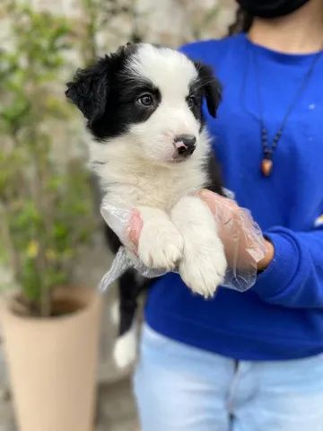 Border Amigo: Border Collie, mais que uma raça uma paixão!!!