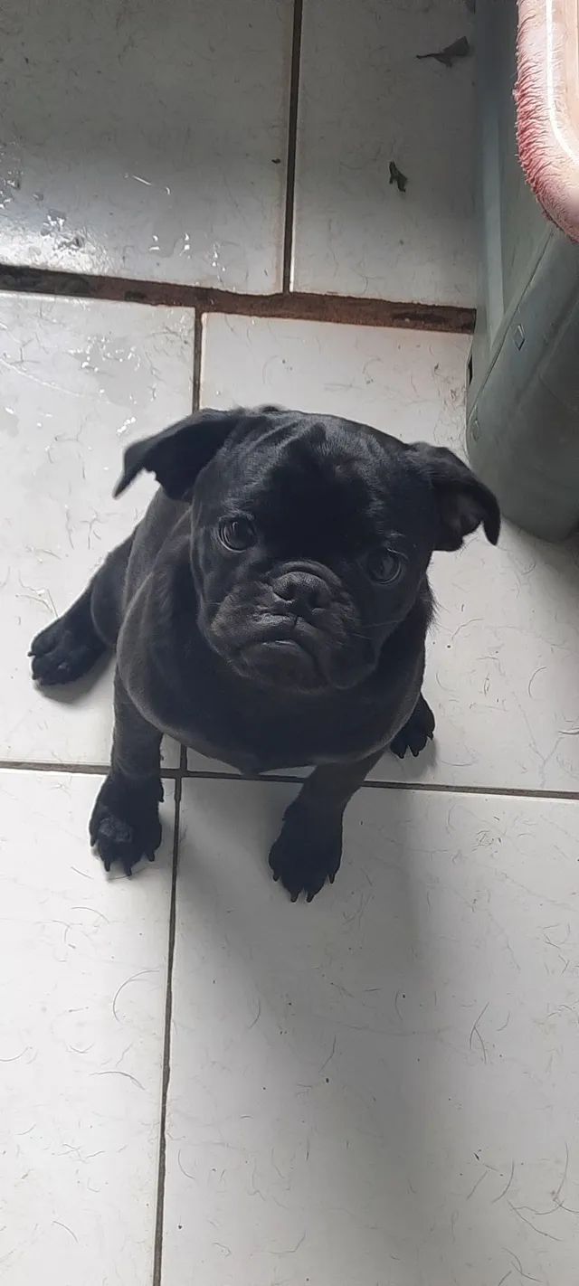 VENDE-SE PUG  - Foto 2