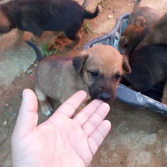 Doação  - Foto 6