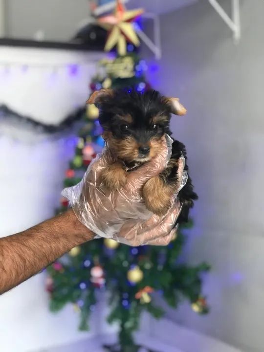  Membros peludinhos pra sua familia - yorkshire 
