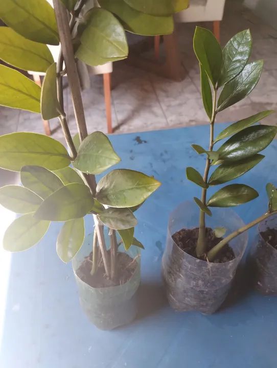 3 Mudas de Planta Zamioculcas